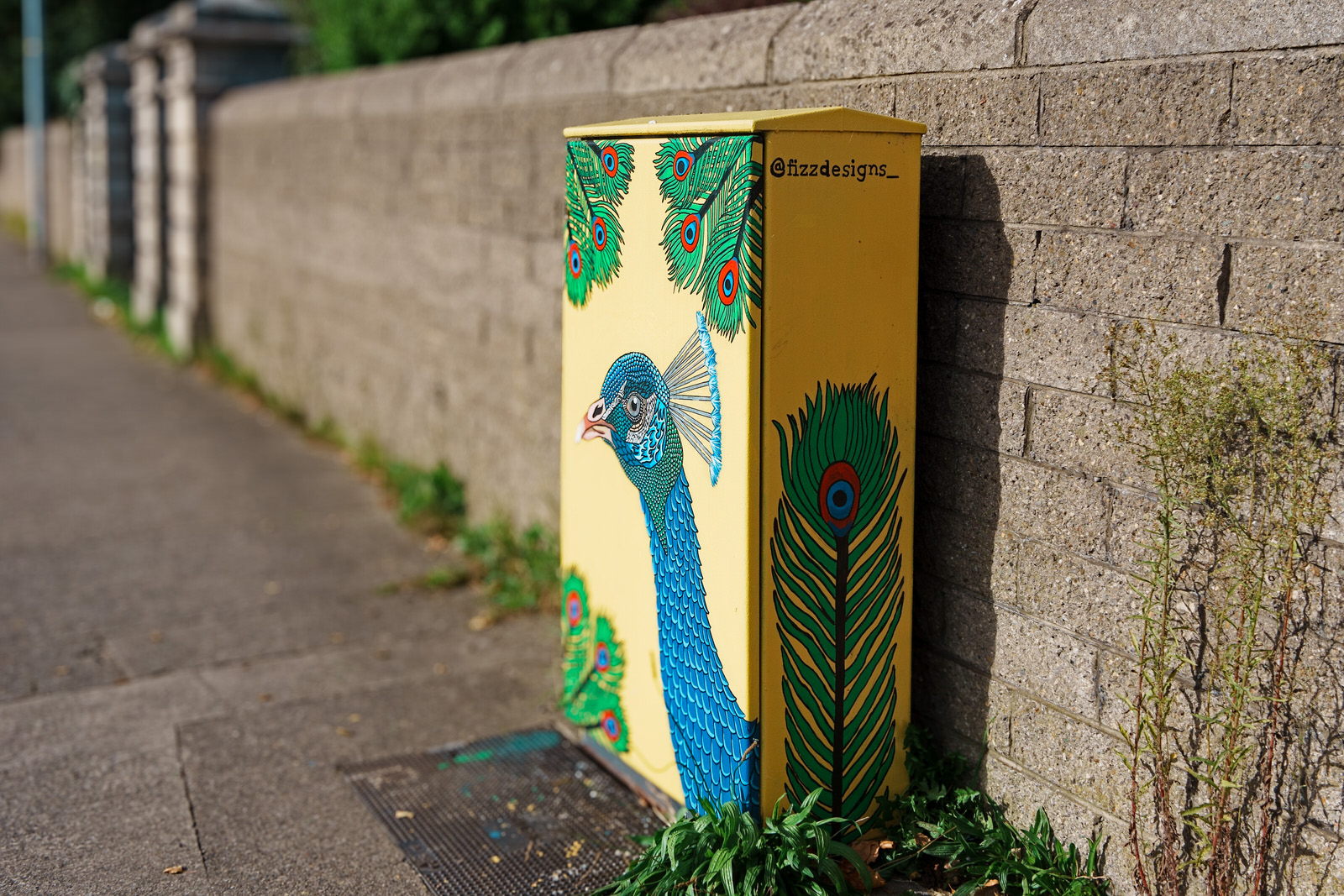 PEACOCK BY CONOR FITZPATRICK @FIZZDESIGNS [PAINT-A-BOX STREET ART IN MILLTOWN] 003