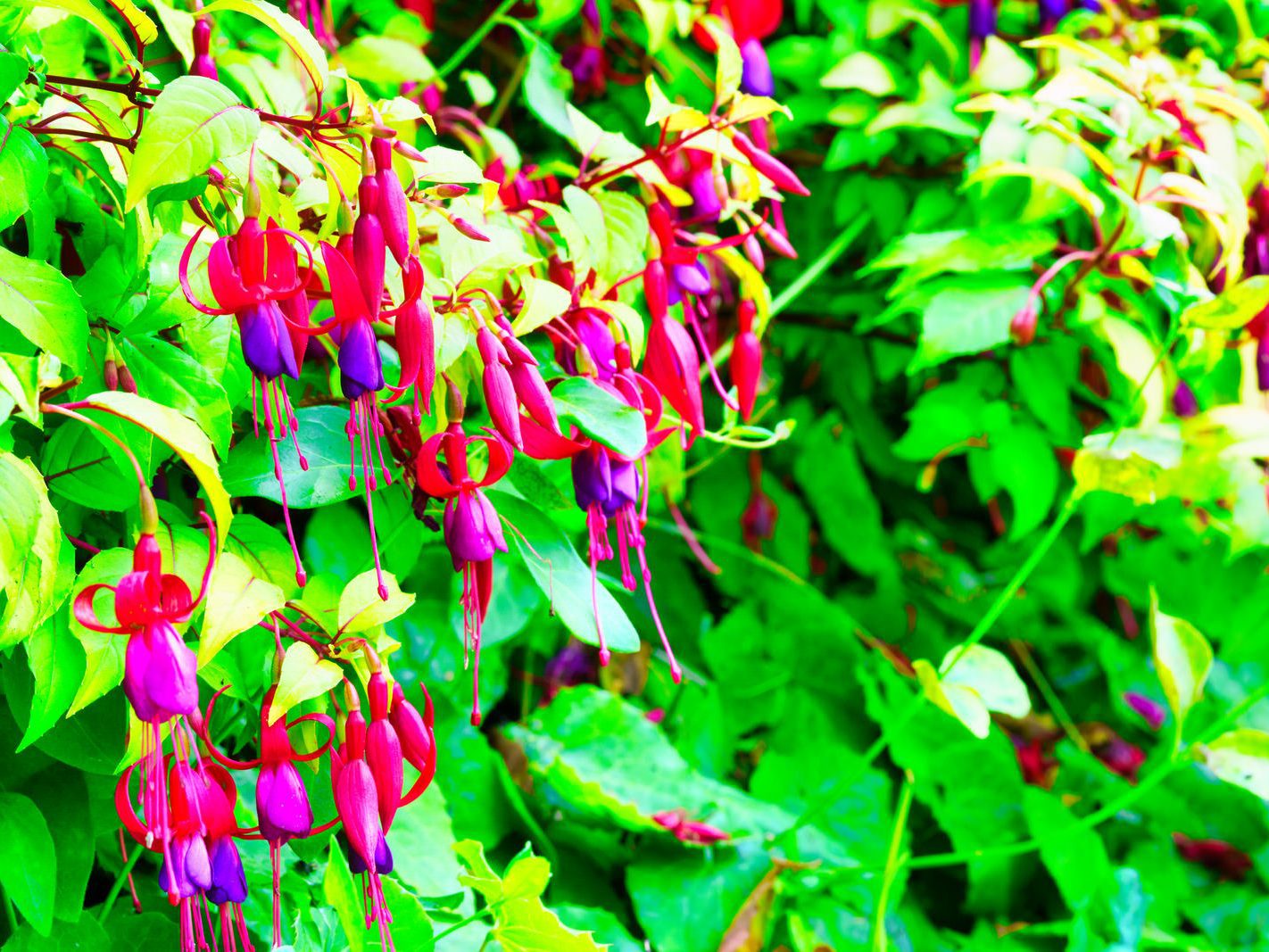 FUCHSIAS ARE MY FAVOURITE [BOTANIC GARDENS ON THE LONGEST DAY OF THE YEAR] 001