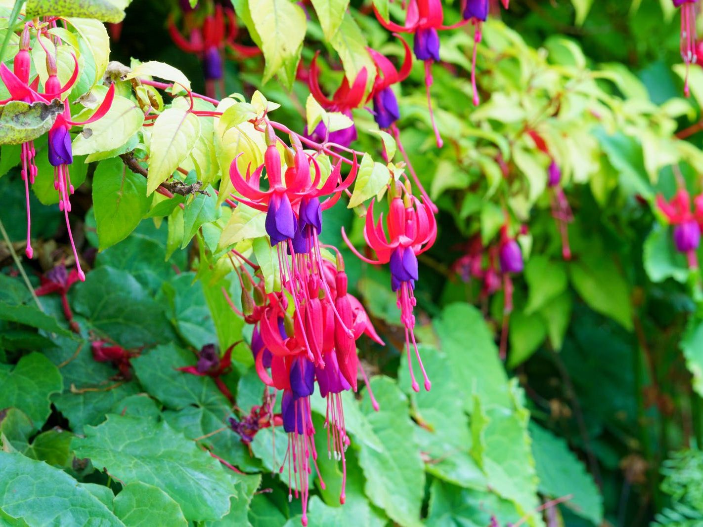 FUCHSIAS ARE MY FAVOURITE [BOTANIC GARDENS ON THE LONGEST DAY OF THE YEAR] 002