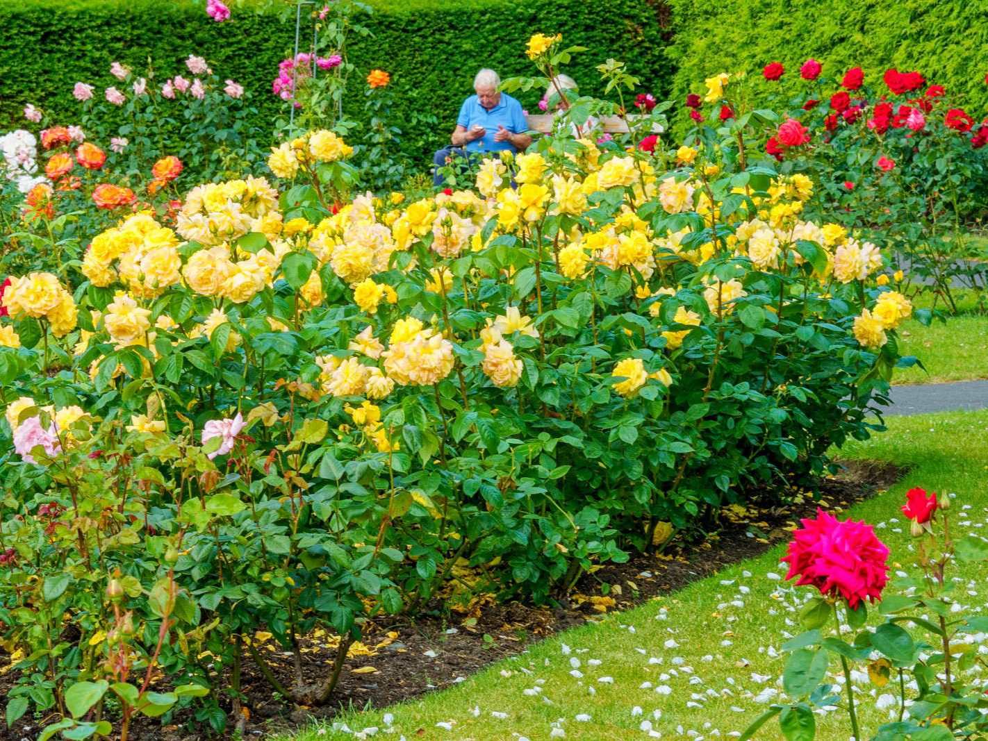 I PROMISED YOU A ROSE GARDEN AND HERE IT IS [THE BOTANIC GARDENS 21 JUNE 2023] 018