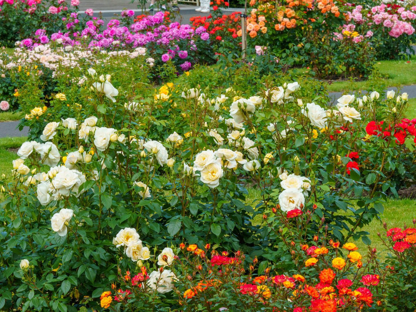 I PROMISED YOU A ROSE GARDEN AND HERE IT IS [THE BOTANIC GARDENS 21 JUNE 2023] 023