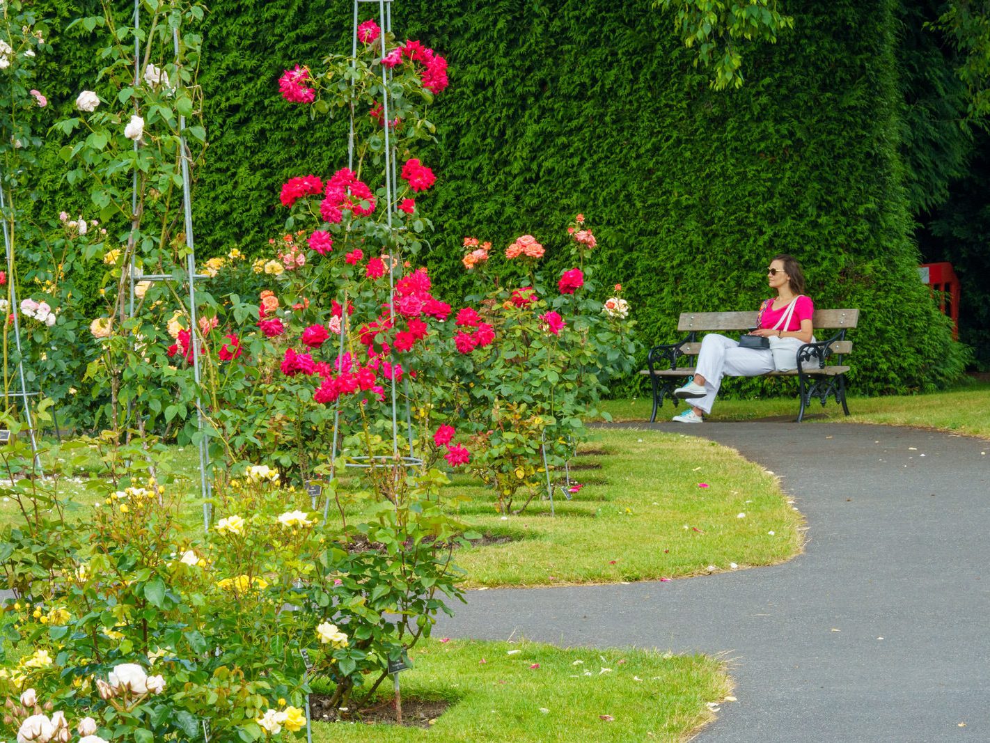 I PROMISED YOU A ROSE GARDEN AND HERE IT IS [THE BOTANIC GARDENS 21 JUNE 2023] 030
