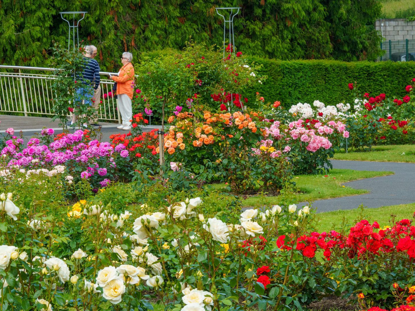 I PROMISED YOU A ROSE GARDEN AND HERE IT IS [THE BOTANIC GARDENS 21 JUNE 2023] 026