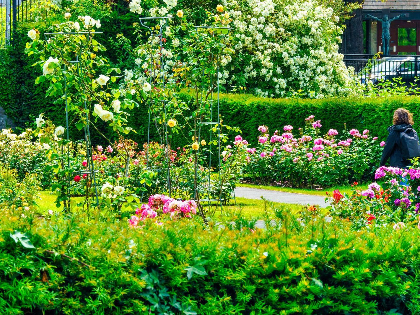 I PROMISED YOU A ROSE GARDEN AND HERE IT IS [THE BOTANIC GARDENS 21 JUNE 2023] 001