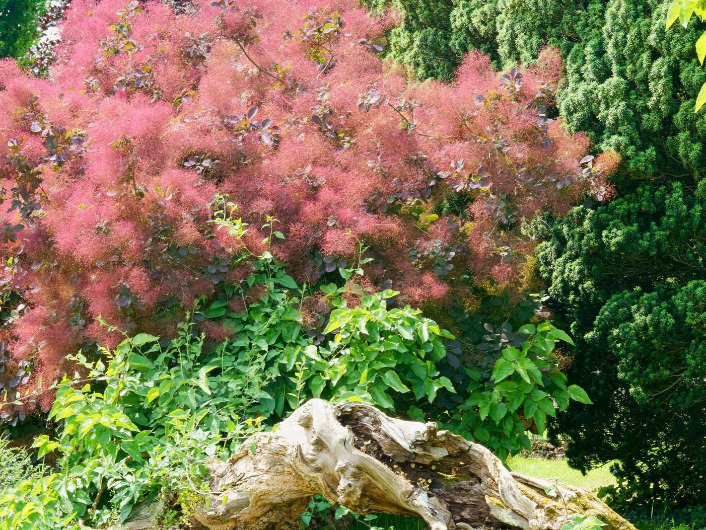 RED AND FUZZY ROYAL PURPLE SMOKEBUSH [AN ATTRACTIVE PLANT - BOTANIC GARDENS] 002