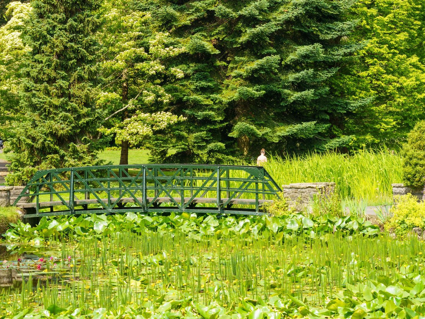 THE SMALL FOOTBRIDGE [ACROSS THE LILY POND AT THE BOTANIC GARDENS] 005