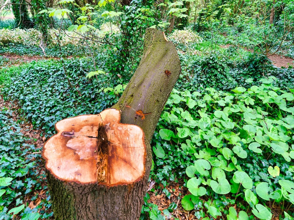 DID SOMEONE GET A NEW CHAINSAW [TREE STUMPS AT ST ANNE'S PARK IN APRIL 2016] 014