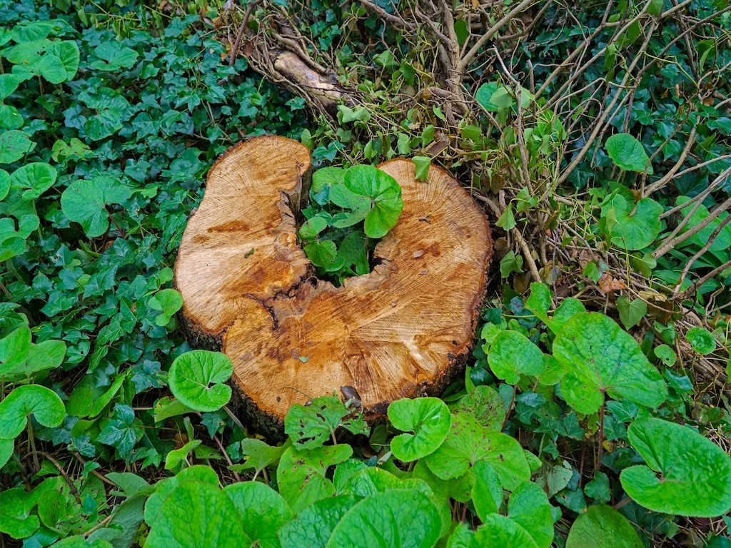 DID SOMEONE GET A NEW CHAINSAW [TREE STUMPS AT ST ANNE'S PARK IN APRIL 2016] 003