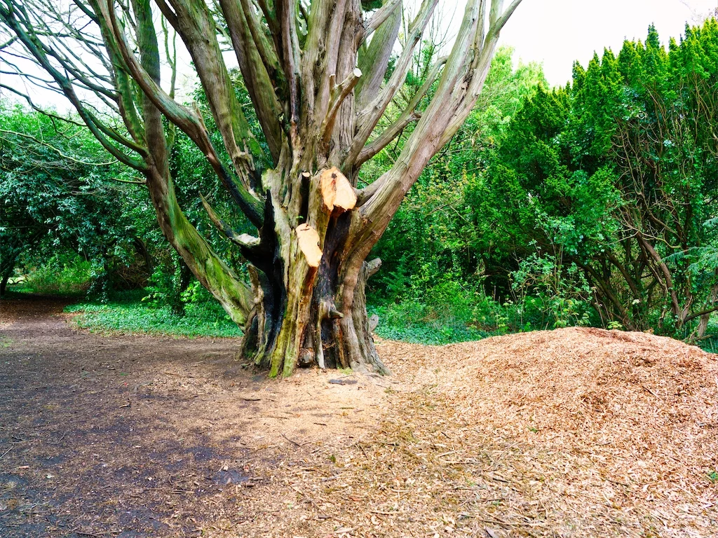 DID SOMEONE GET A NEW CHAINSAW [TREE STUMPS AT ST ANNE'S PARK IN APRIL 2016] 013