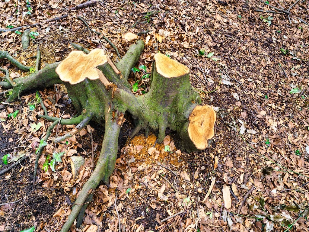 DID SOMEONE GET A NEW CHAINSAW [TREE STUMPS AT ST ANNE'S PARK IN APRIL 2016] 011