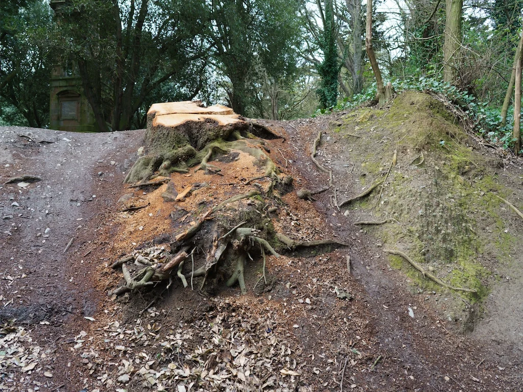 DID SOMEONE GET A NEW CHAINSAW [TREE STUMPS AT ST ANNE'S PARK IN APRIL 2016] 004