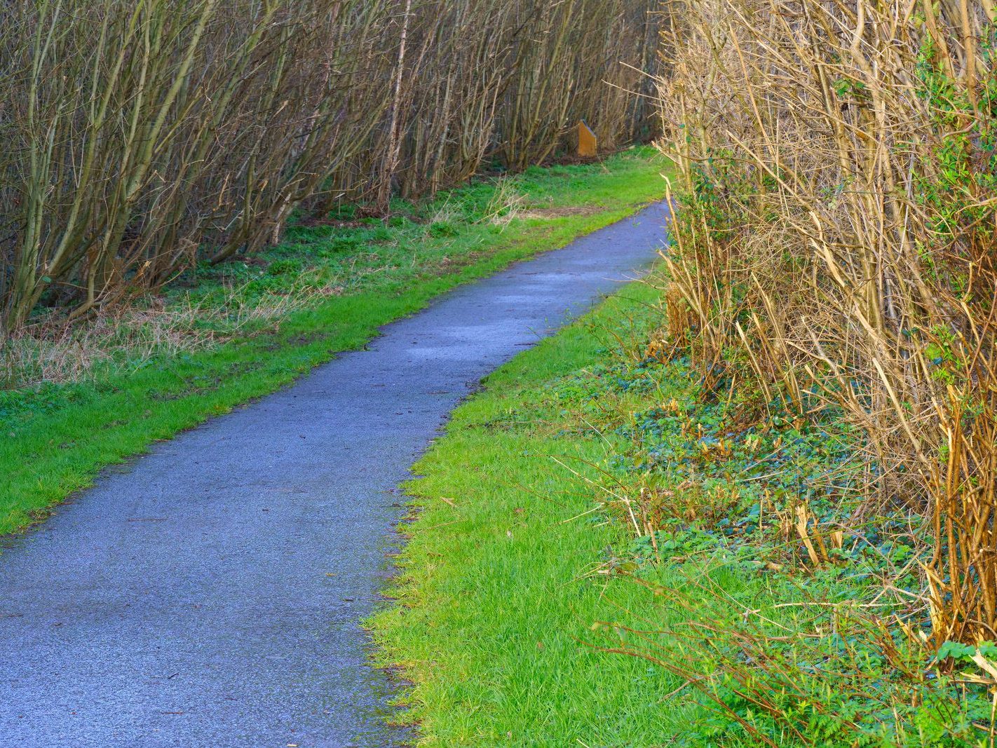 A SECTION OF TOLKA VALLEY PARK [THERE WERE MANY ON ELECTRIC BIKES BUT FEW WALKERS]-228236-1