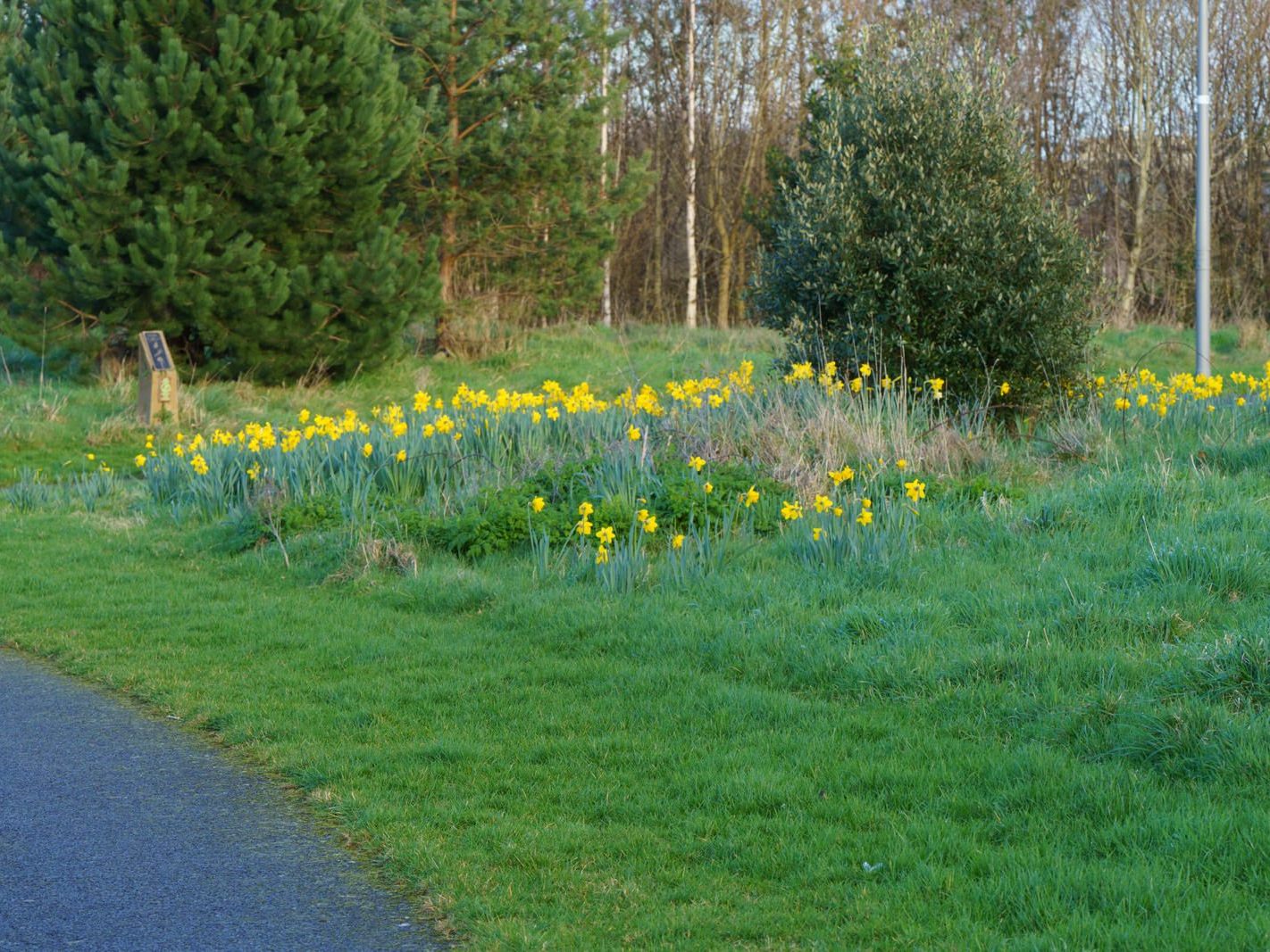 A SECTION OF TOLKA VALLEY PARK [THERE WERE MANY ON ELECTRIC BIKES BUT FEW WALKERS]-228252-1