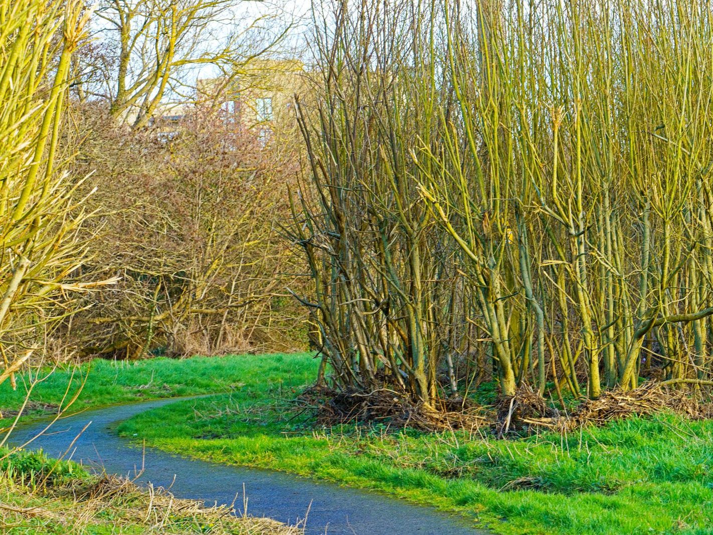 A SECTION OF TOLKA VALLEY PARK [THERE WERE MANY ON ELECTRIC BIKES BUT FEW WALKERS]-228273-1