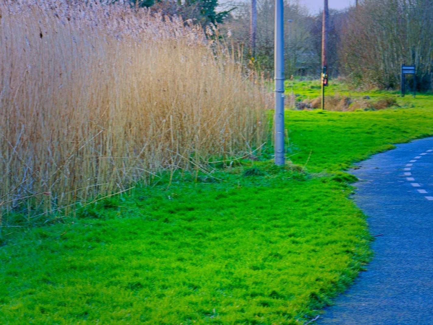 A SECTION OF TOLKA VALLEY PARK [THERE WERE MANY ON ELECTRIC BIKES BUT FEW WALKERS]-228304-1