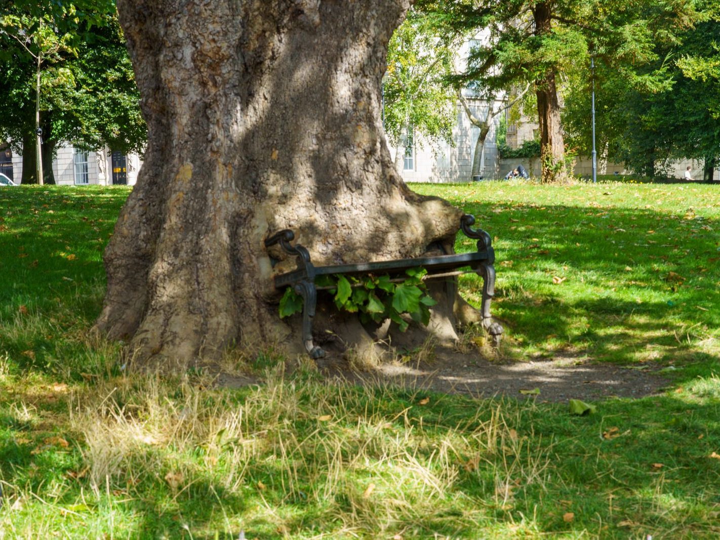 THE HUNGRY TREE [LOCAL CHILDREN ARE AFRAID TO SIT ON THE BENCH]-241645-1