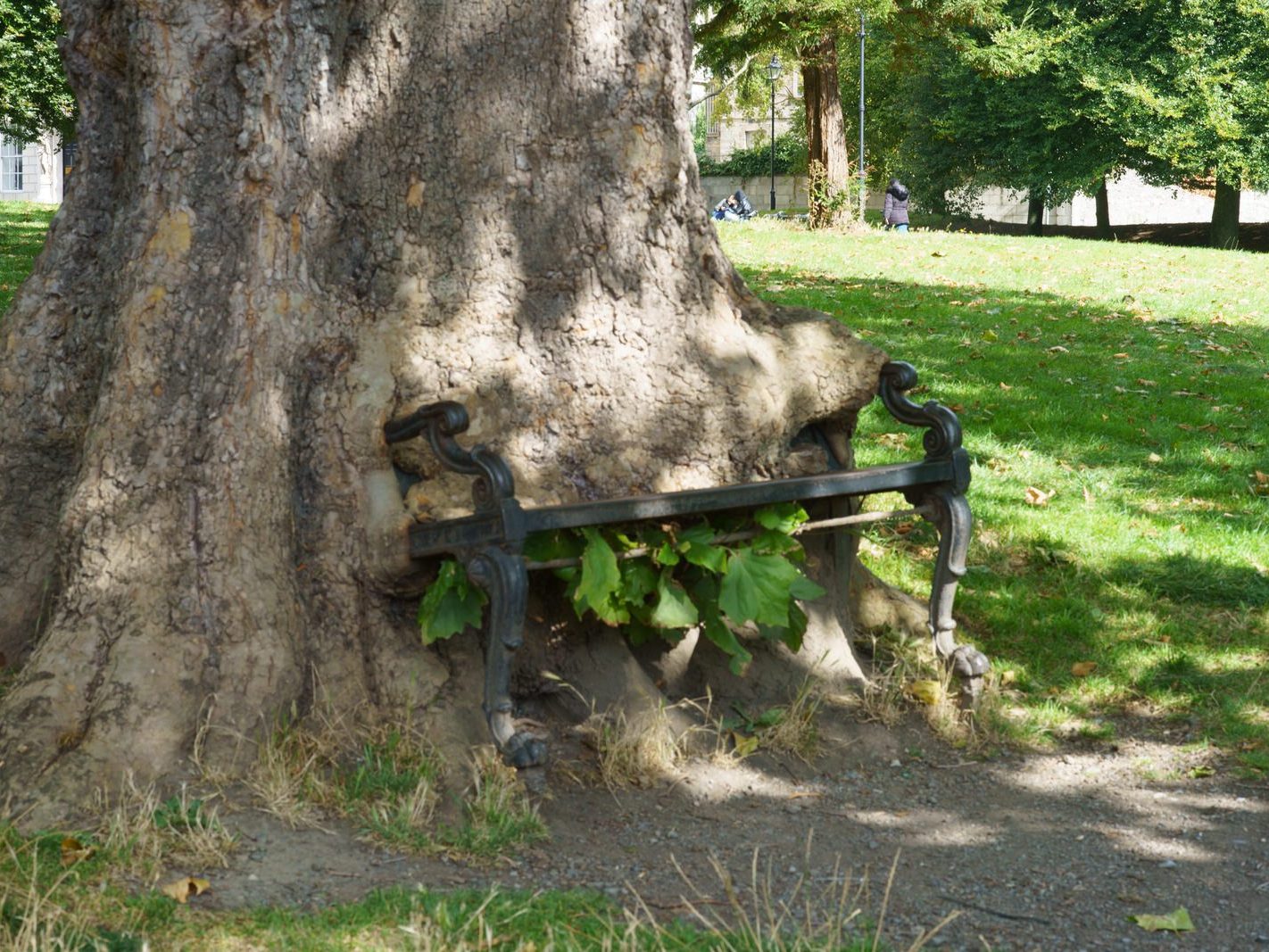 THE HUNGRY TREE [LOCAL CHILDREN ARE AFRAID TO SIT ON THE BENCH]-241646-1