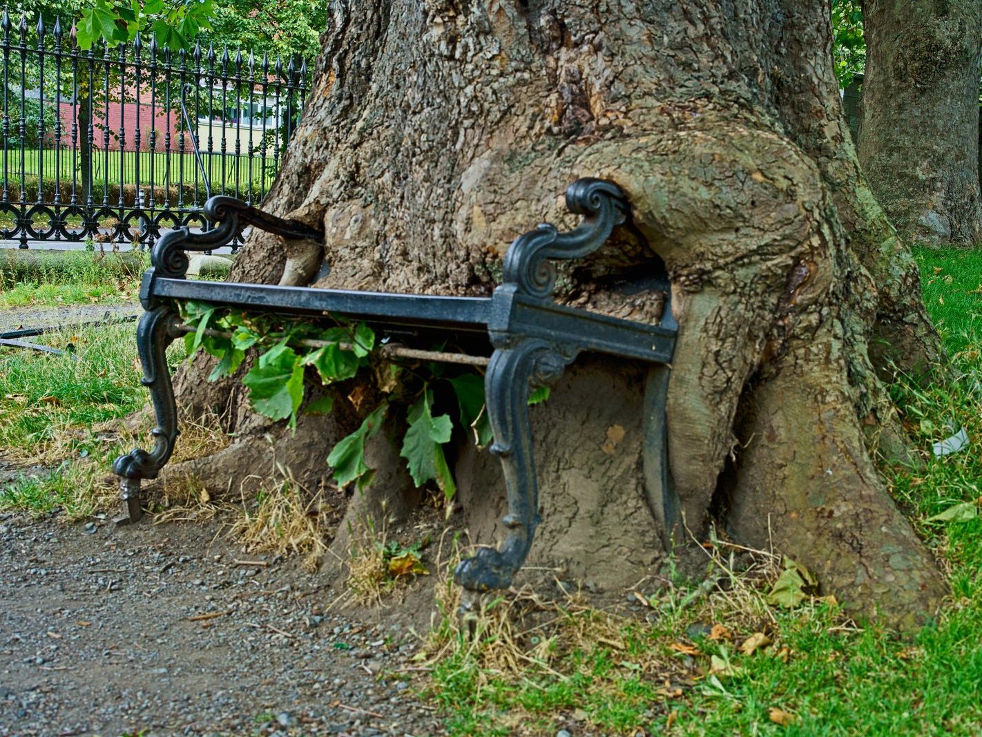 THE HUNGRY TREE [LOCAL CHILDREN ARE AFRAID TO SIT ON THE BENCH]-241650-1