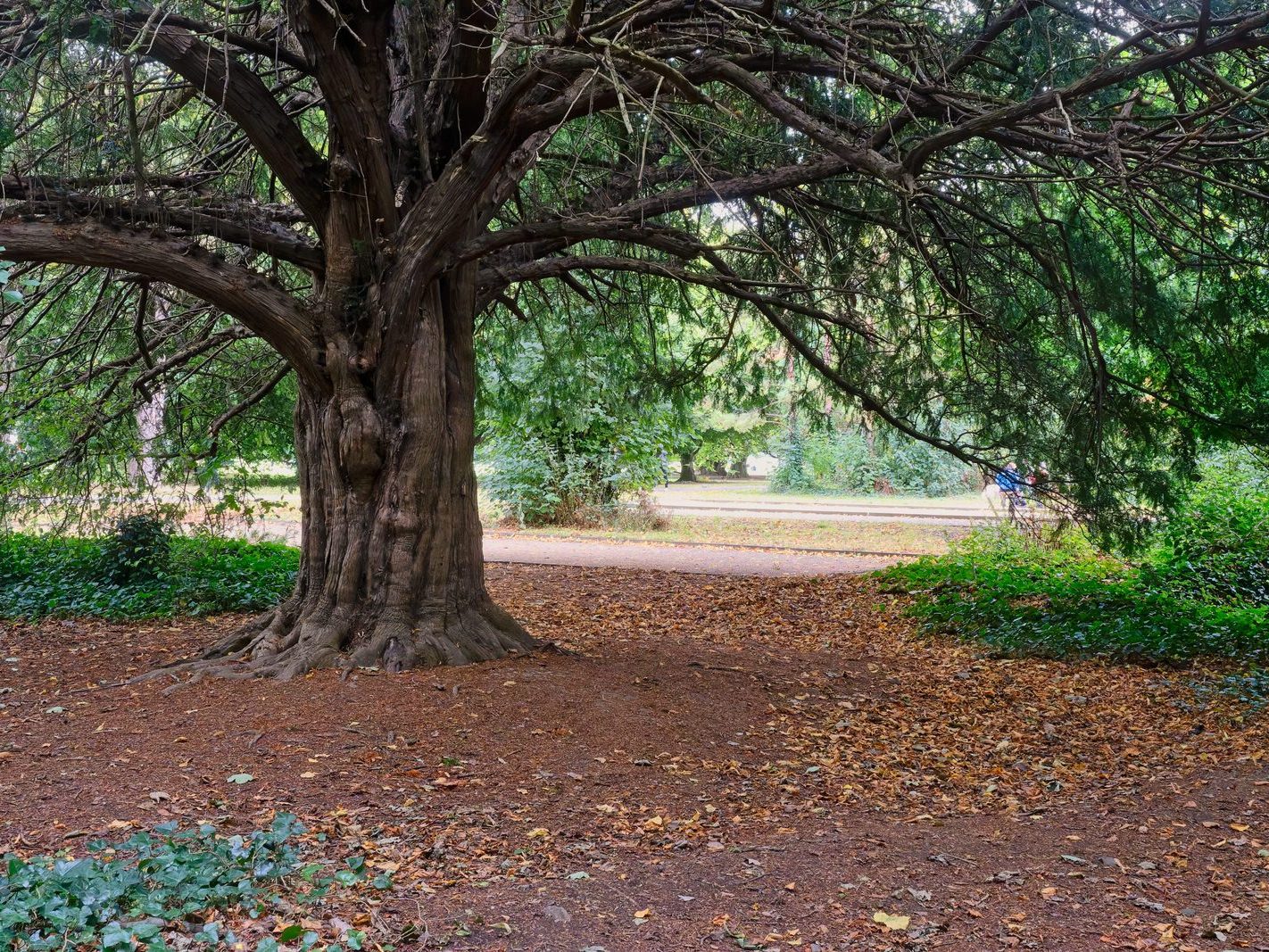 THE WOODLANDS AND THE TREES [ST ANNE'S PARK IN RAHENY]-241730-1