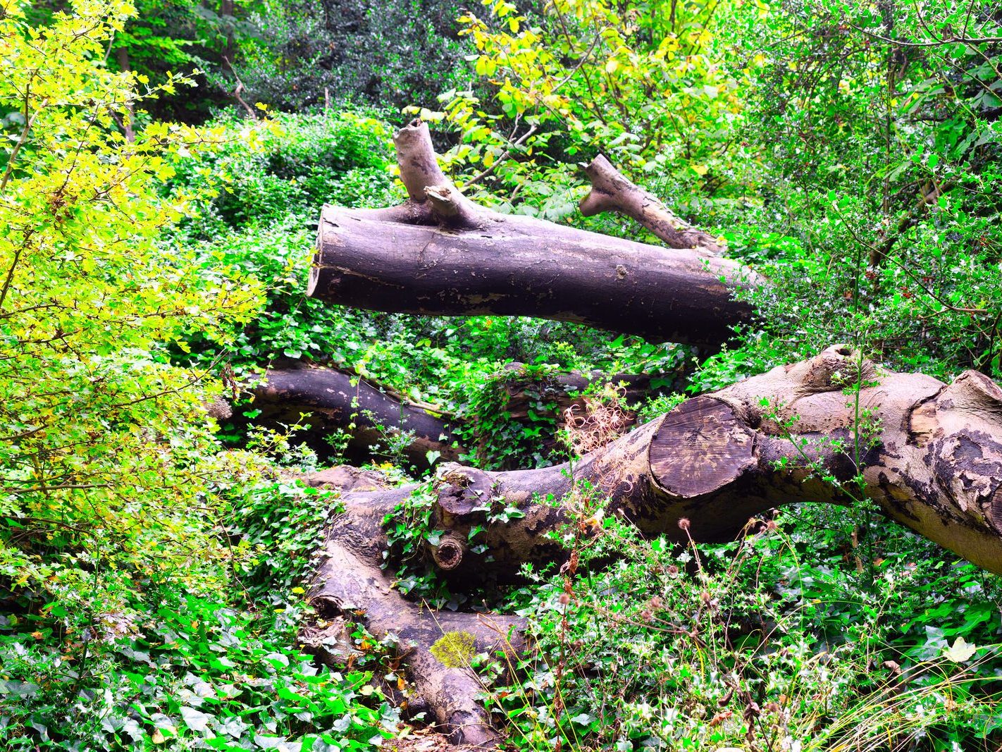 THE WOODLANDS AND THE TREES [ST ANNE'S PARK IN RAHENY]-241731-1