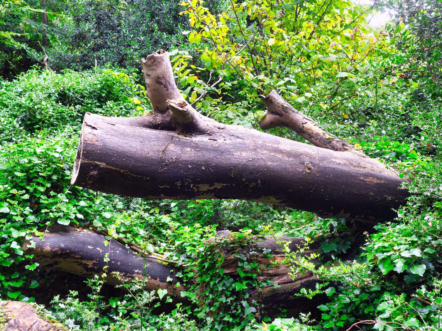 THE WOODLANDS AND THE TREES [ST ANNE'S PARK IN RAHENY]-241732-1