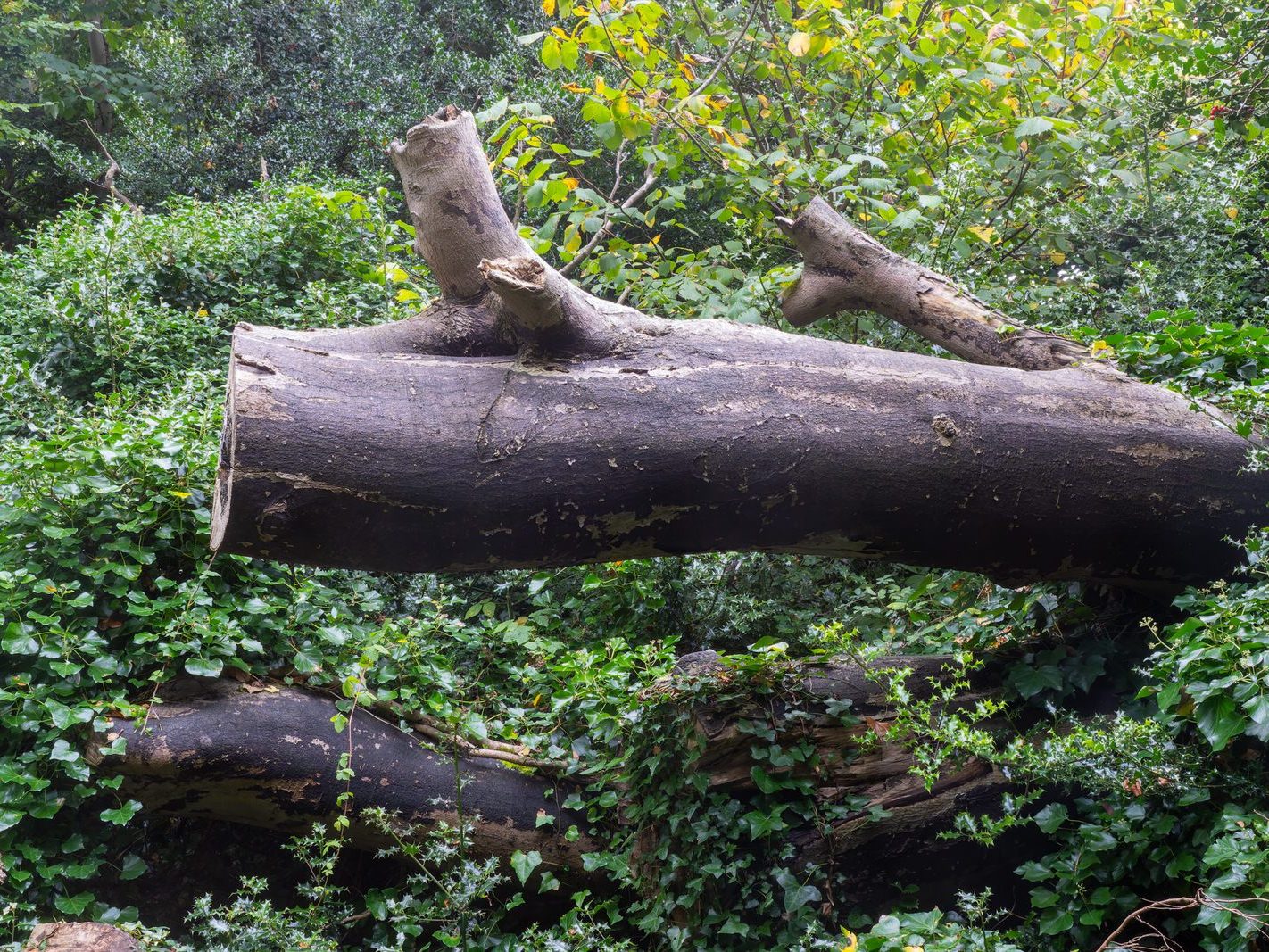 THE WOODLANDS AND THE TREES [ST ANNE'S PARK IN RAHENY]-241733-1