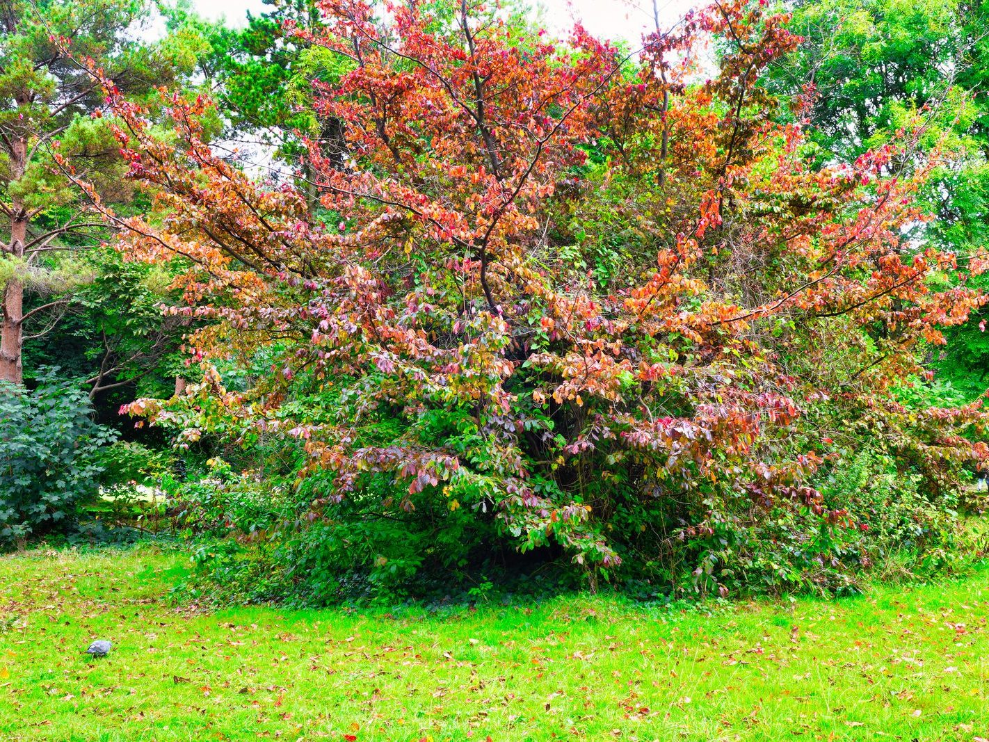 THE WOODLANDS AND THE TREES [ST ANNE'S PARK IN RAHENY]-241734-1