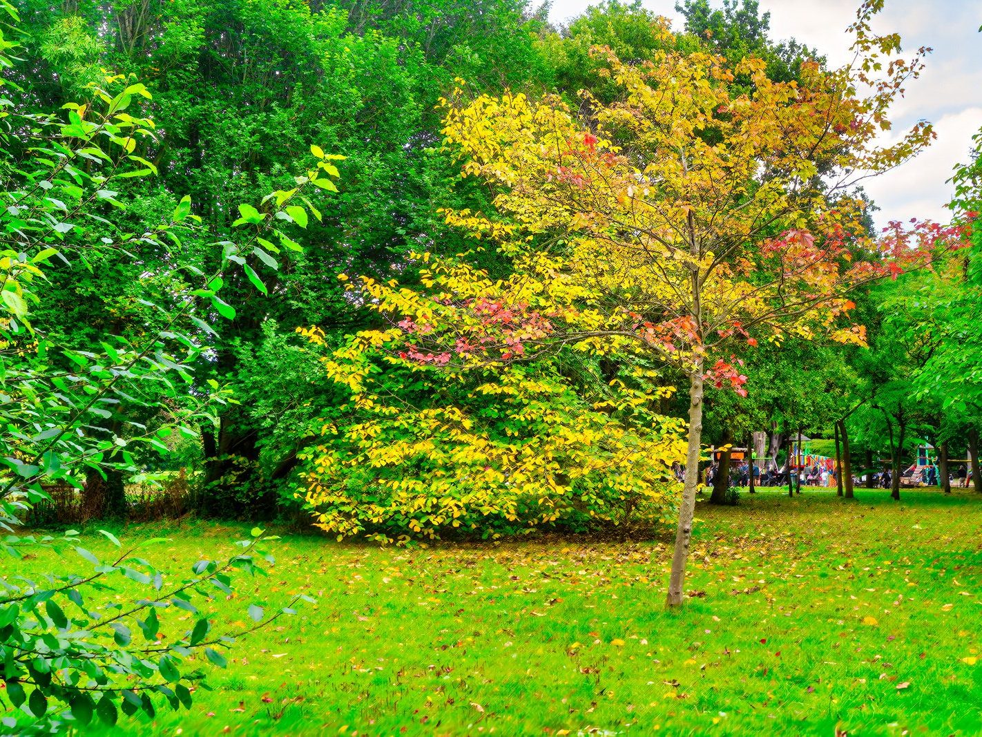 THE WOODLANDS AND THE TREES [ST ANNE'S PARK IN RAHENY]-241735-1