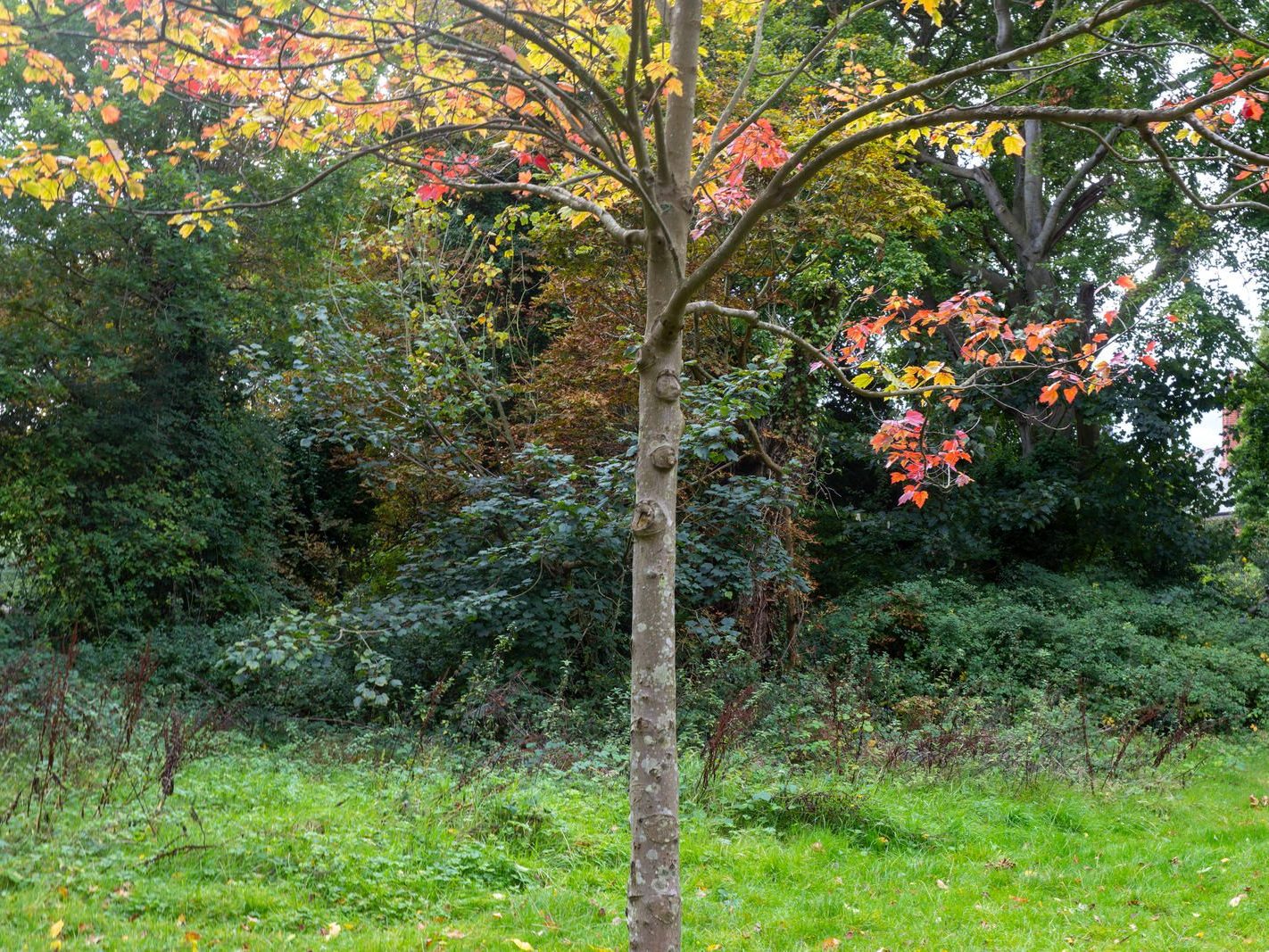 THE WOODLANDS AND THE TREES [ST ANNE'S PARK IN RAHENY]-241736-1