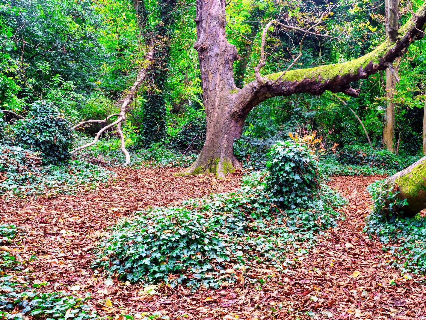 THE WOODLANDS AND THE TREES [ST ANNE'S PARK IN RAHENY]-241737-1