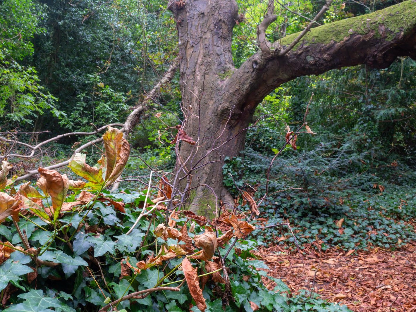 THE WOODLANDS AND THE TREES [ST ANNE'S PARK IN RAHENY]-241738-1