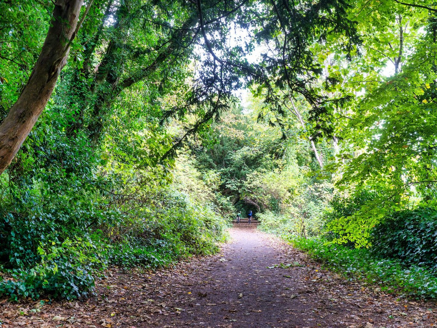 THE WOODLANDS AND THE TREES [ST ANNE'S PARK IN RAHENY]-241739-1