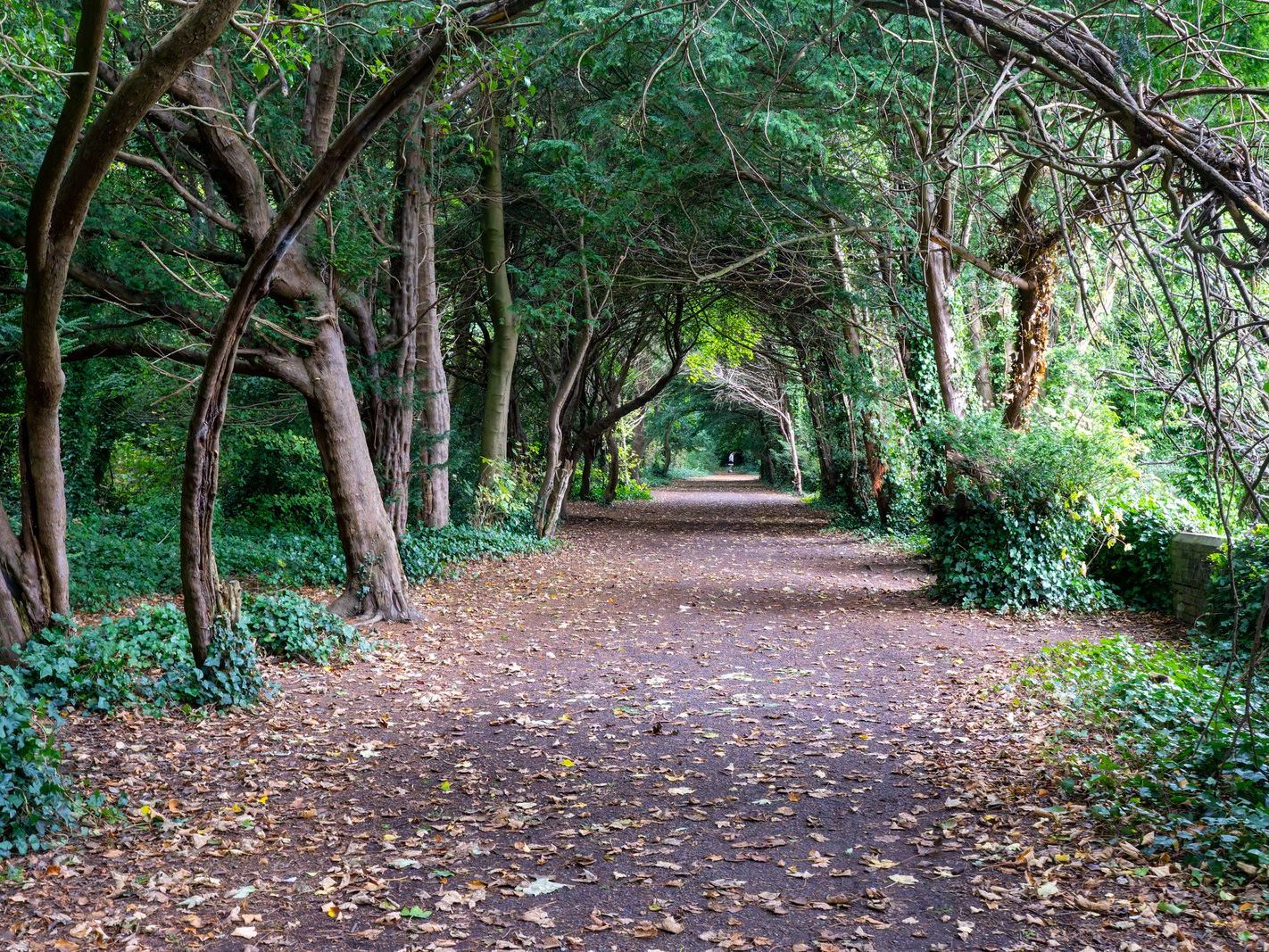 THE WOODLANDS AND THE TREES [ST ANNE'S PARK IN RAHENY]-241740-1