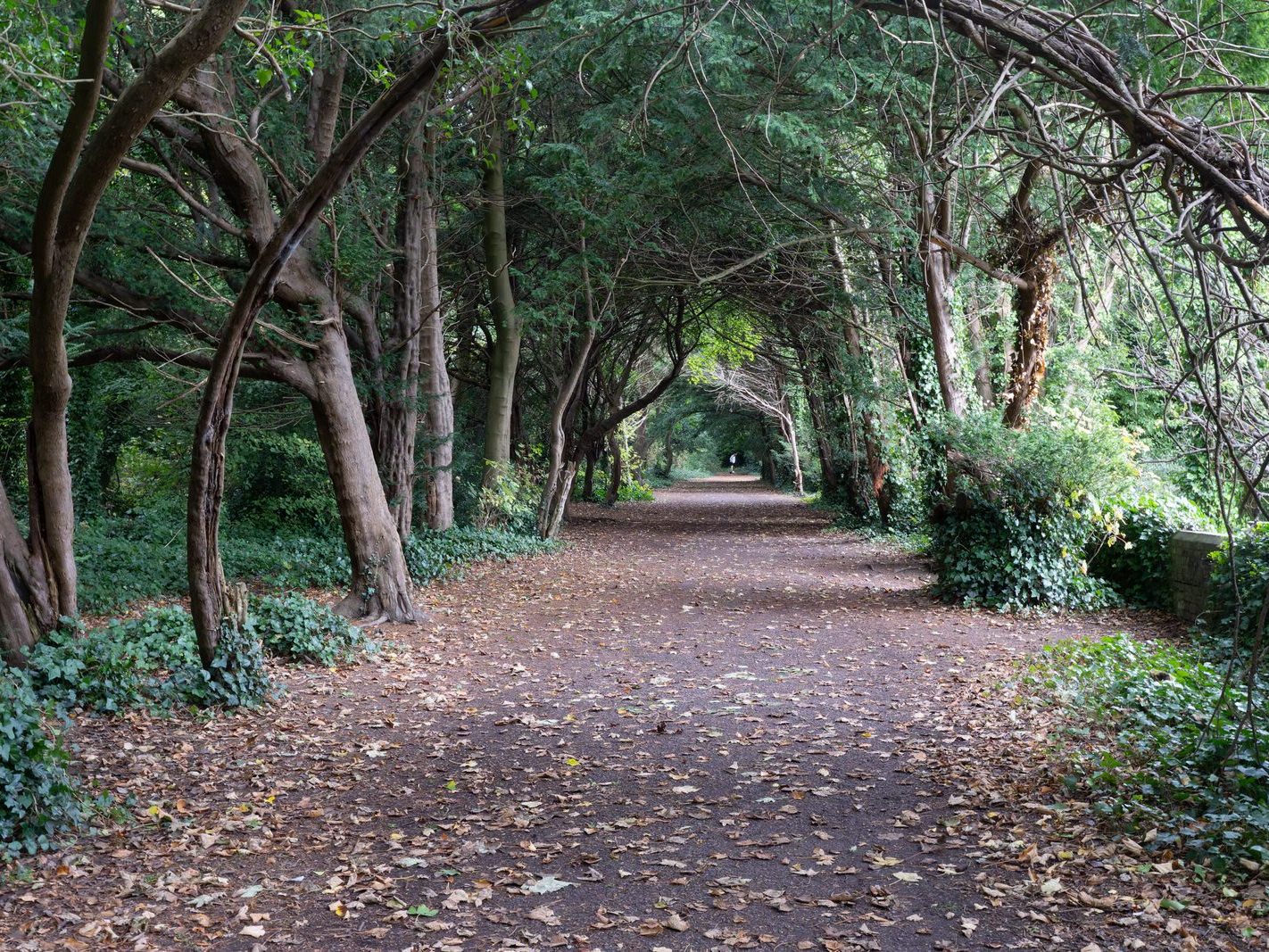 THE WOODLANDS AND THE TREES [ST ANNE'S PARK IN RAHENY]-241741-1