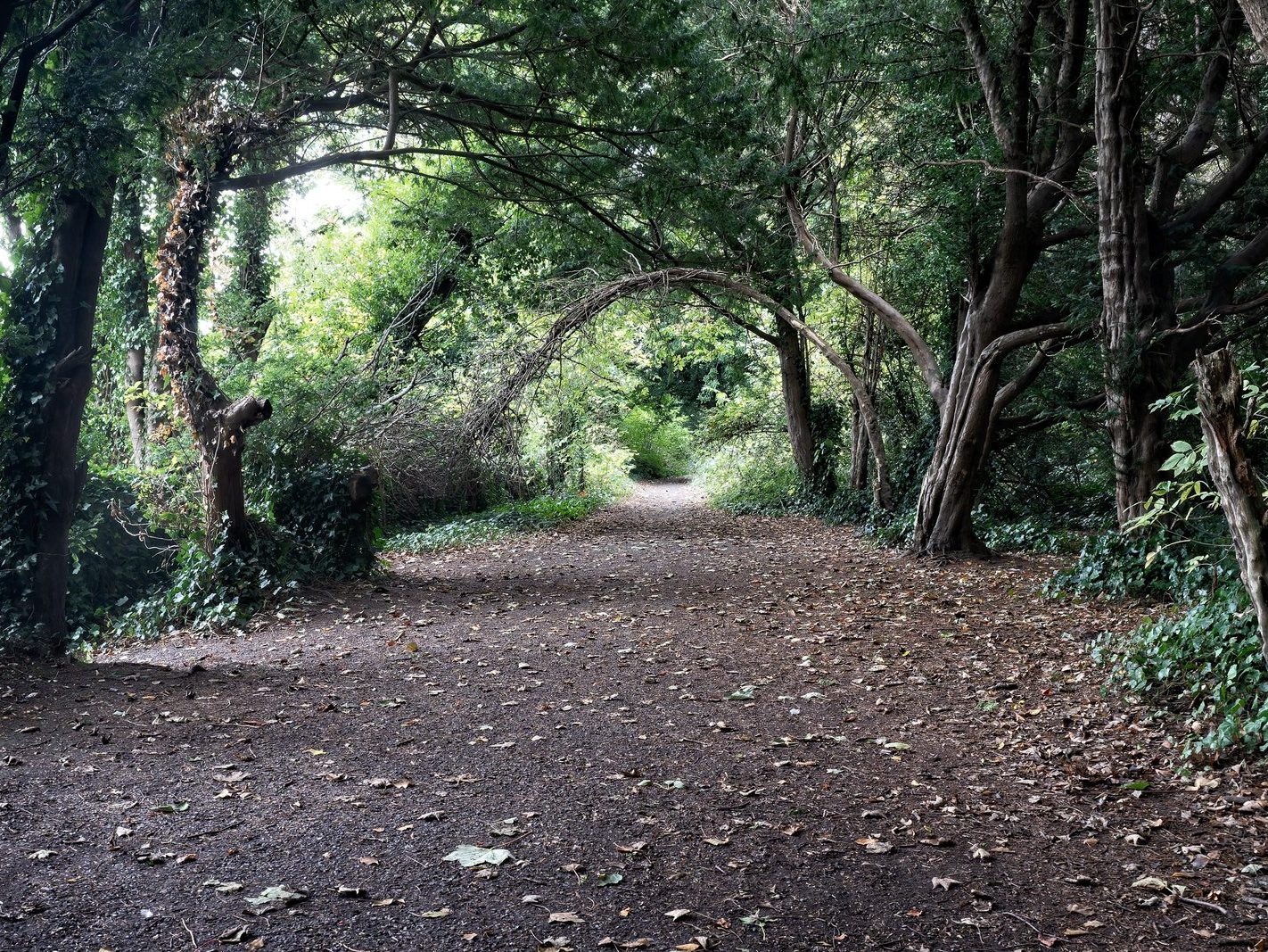 THE WOODLANDS AND THE TREES [ST ANNE'S PARK IN RAHENY]-241742-1