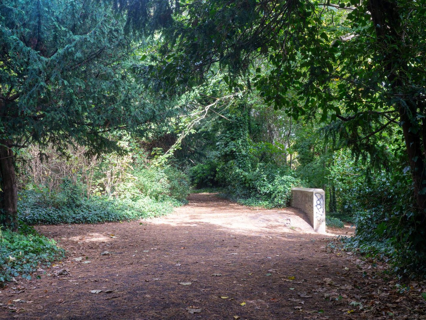 THE WOODLANDS AND THE TREES [ST ANNE'S PARK IN RAHENY]-241743-1