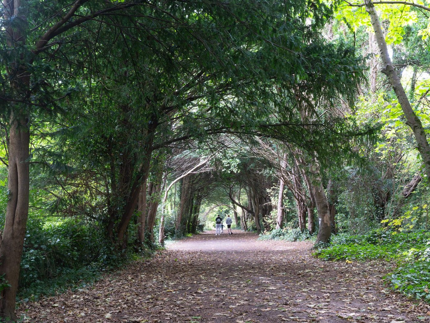 THE WOODLANDS AND THE TREES [ST ANNE'S PARK IN RAHENY]-241744-1