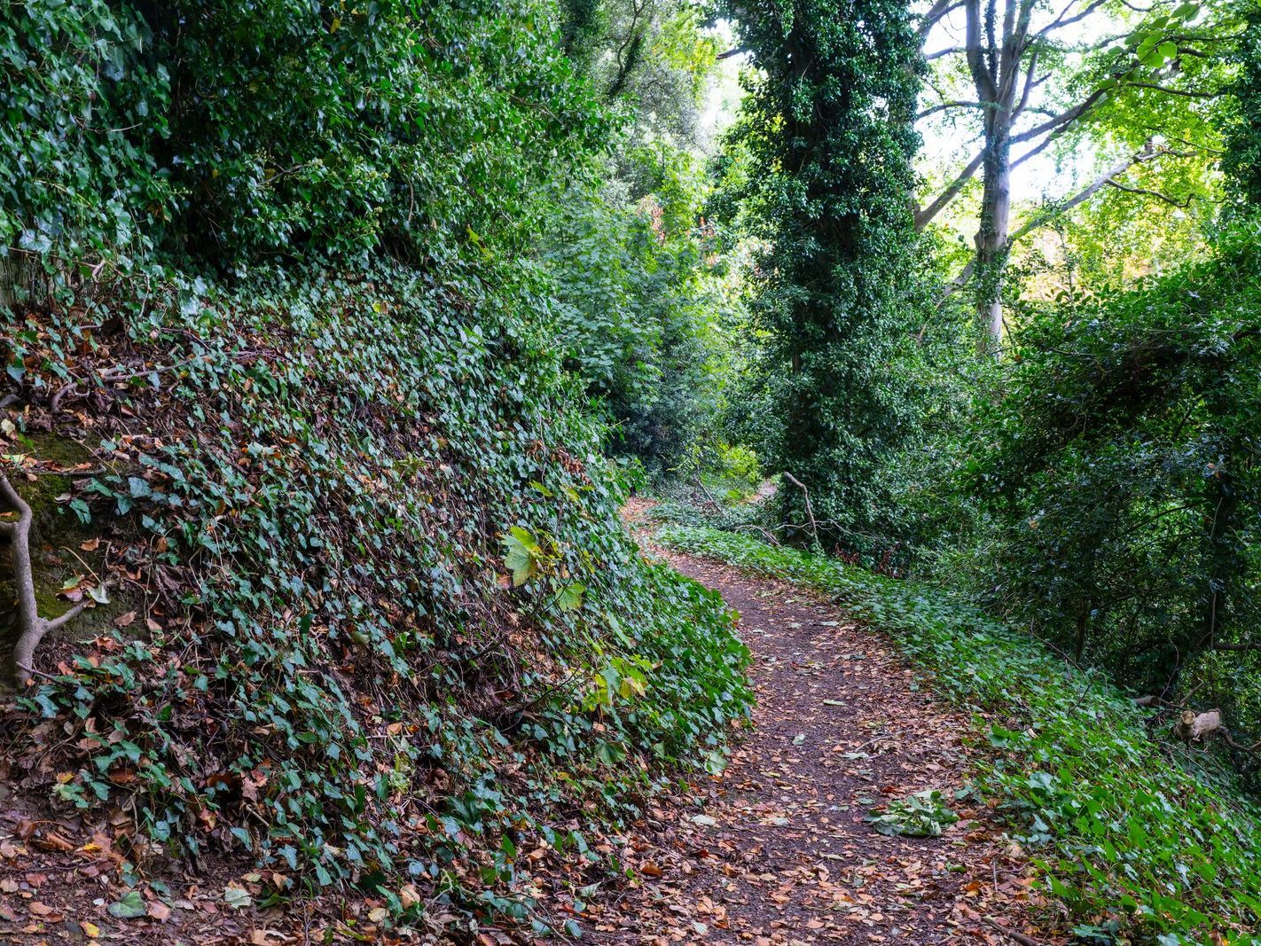 THE WOODLANDS AND THE TREES [ST ANNE'S PARK IN RAHENY]-241745-1