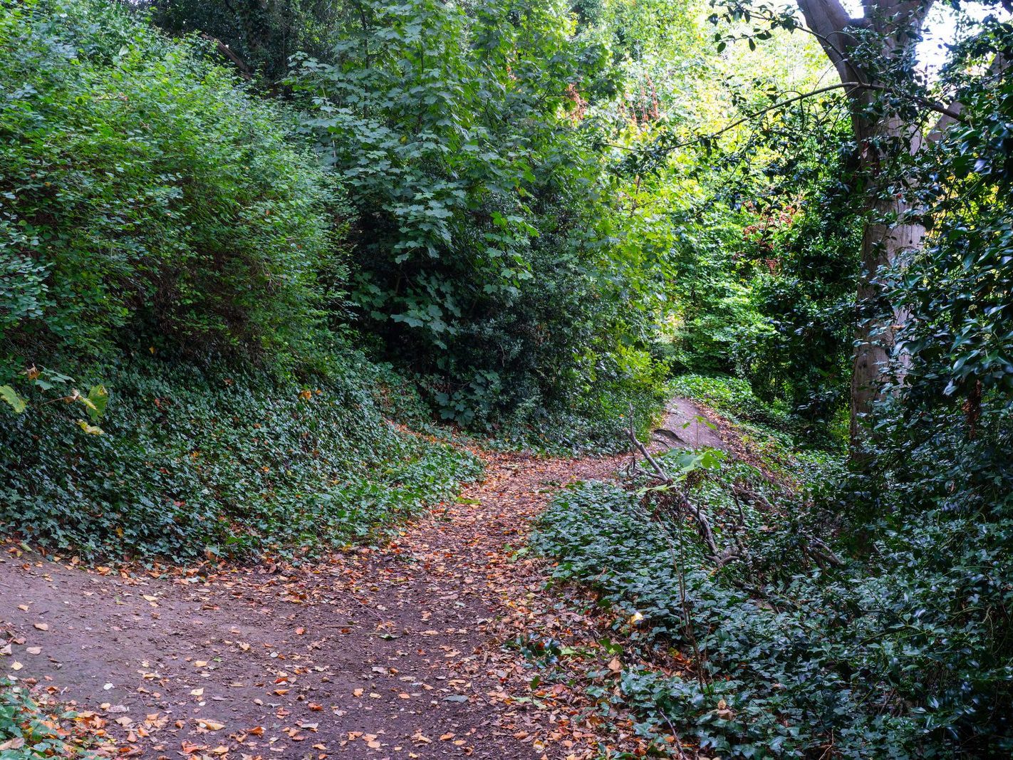 THE WOODLANDS AND THE TREES [ST ANNE'S PARK IN RAHENY]-241746-1