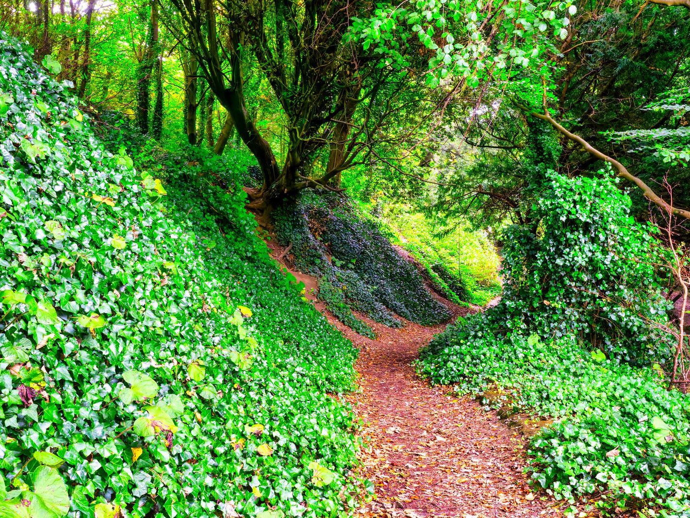 THE WOODLANDS AND THE TREES [ST ANNE'S PARK IN RAHENY]-241747-1