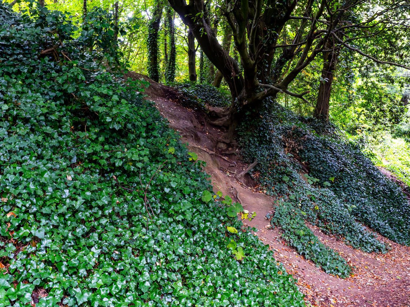 THE WOODLANDS AND THE TREES [ST ANNE'S PARK IN RAHENY]-241748-1