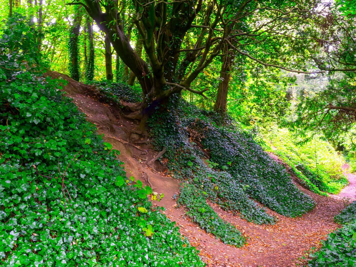 THE WOODLANDS AND THE TREES [ST ANNE'S PARK IN RAHENY]-241749-1