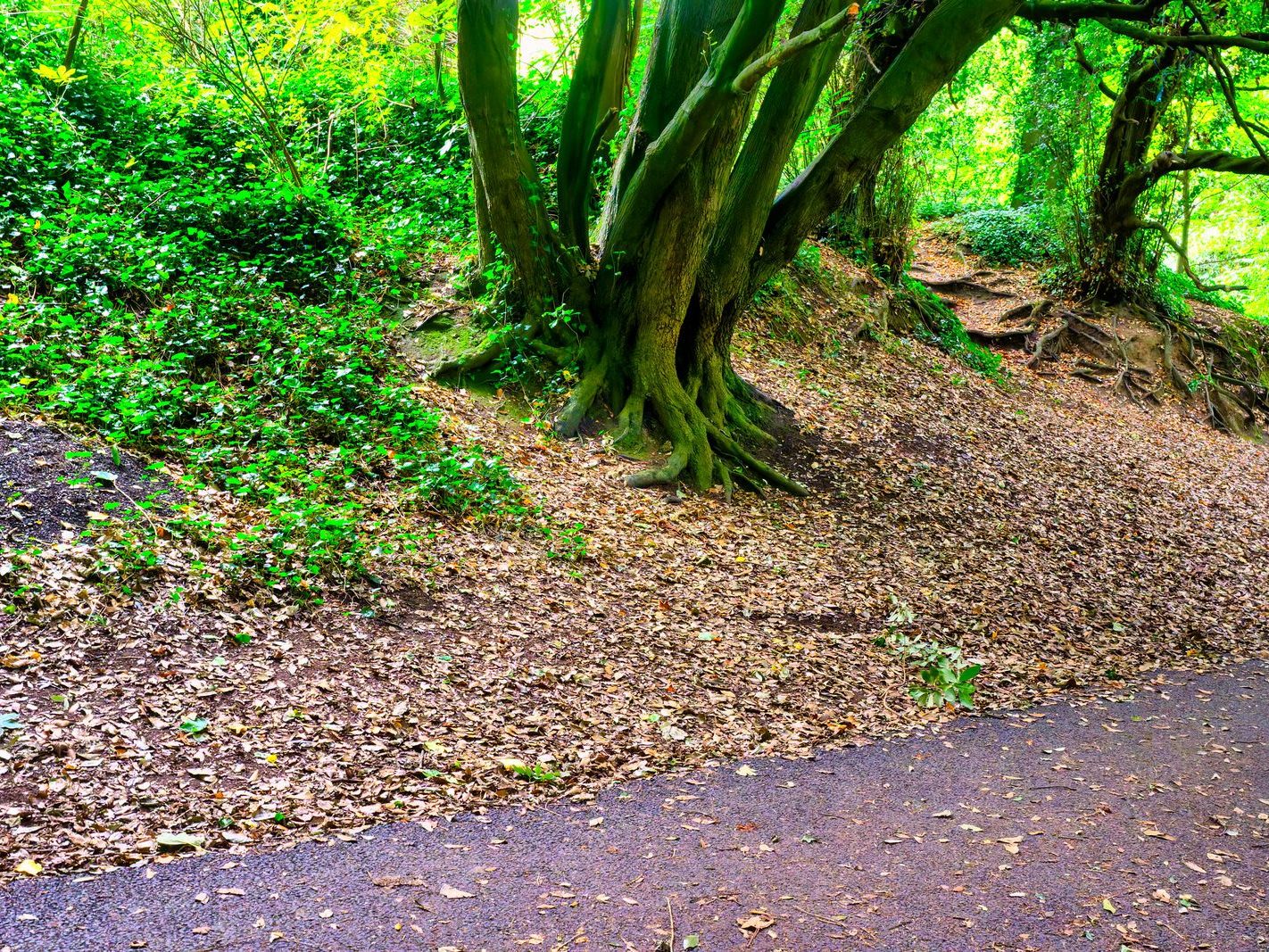 THE WOODLANDS AND THE TREES [ST ANNE'S PARK IN RAHENY]-241750-1