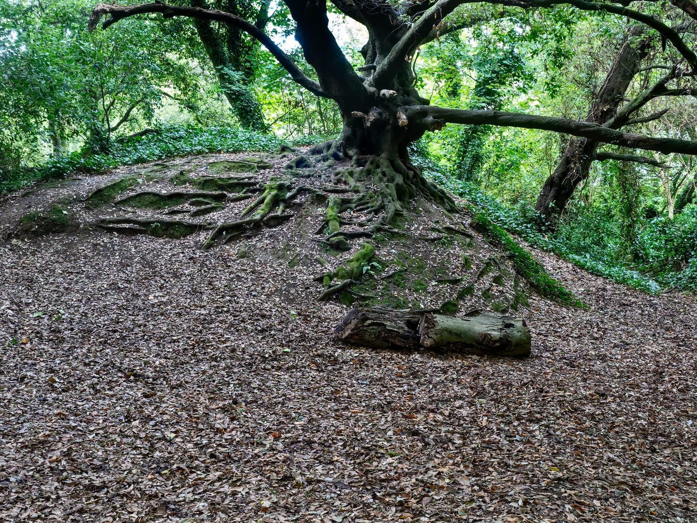 THE WOODLANDS AND THE TREES [ST ANNE'S PARK IN RAHENY]-241751-1