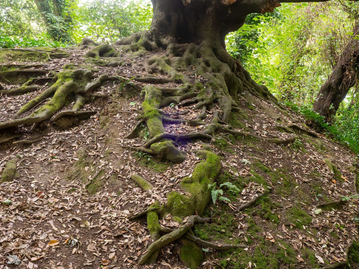 THE WOODLANDS AND THE TREES [ST ANNE'S PARK IN RAHENY]-241752-1