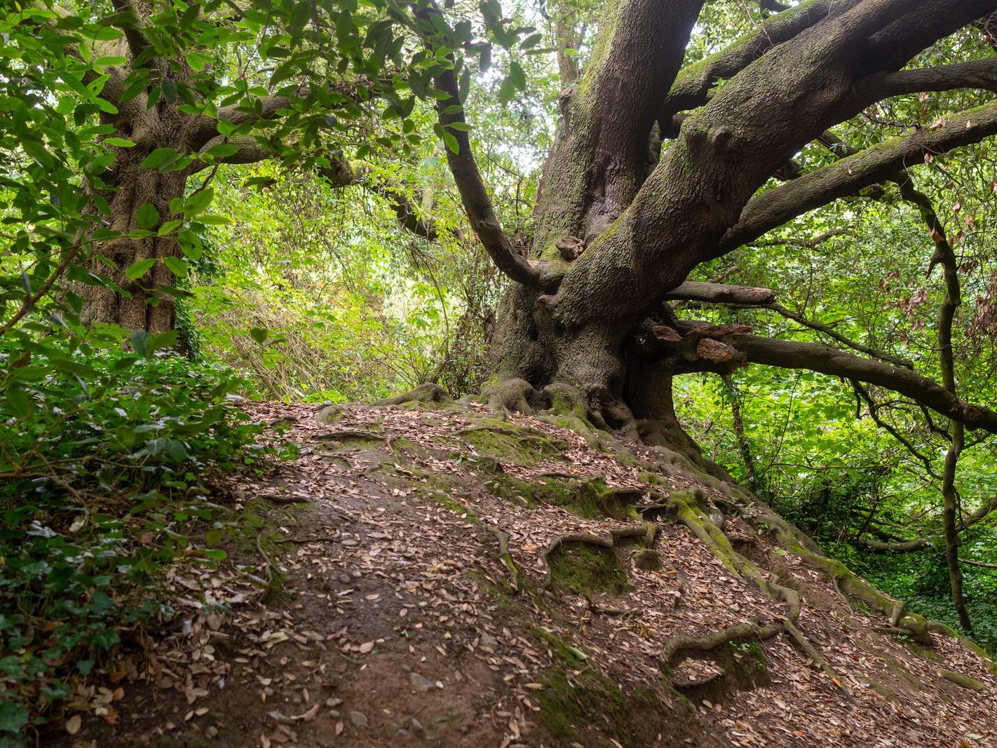 THE WOODLANDS AND THE TREES [ST ANNE'S PARK IN RAHENY]-241753-1