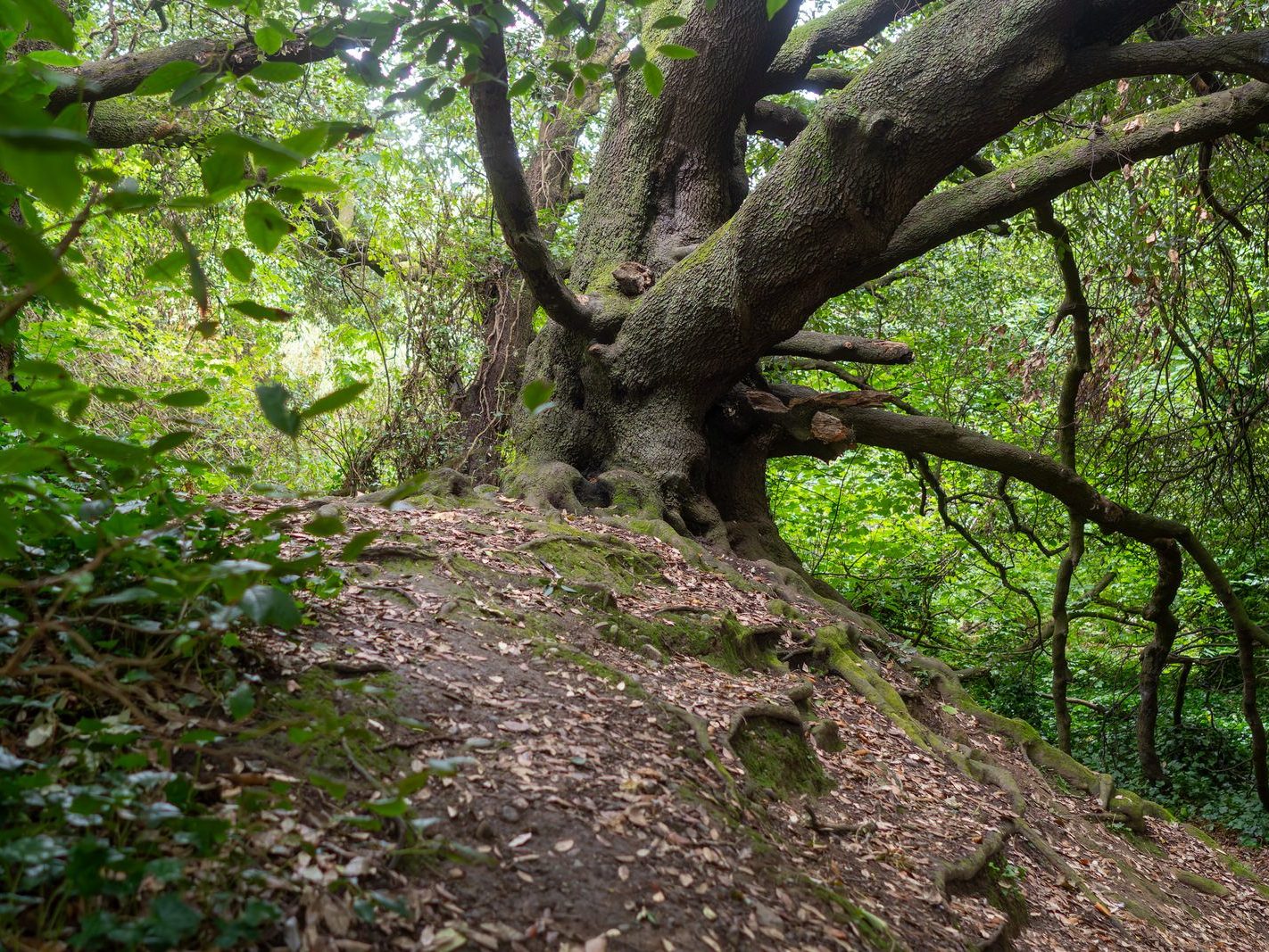 THE WOODLANDS AND THE TREES [ST ANNE'S PARK IN RAHENY]-241754-1