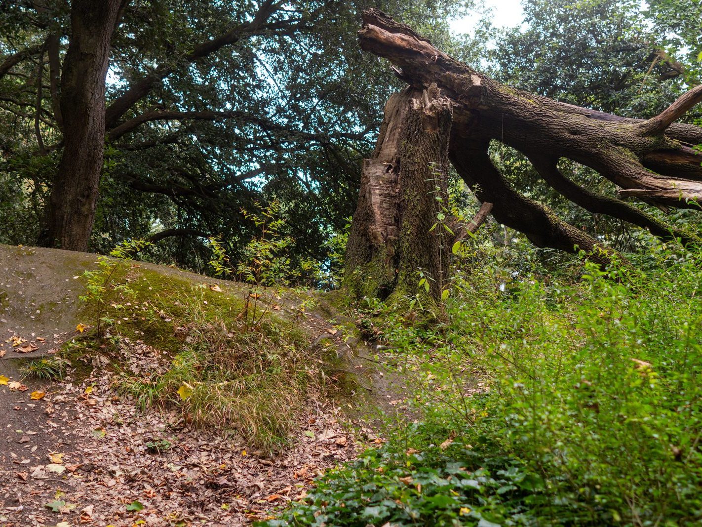 THE WOODLANDS AND THE TREES [ST ANNE'S PARK IN RAHENY]-241755-1