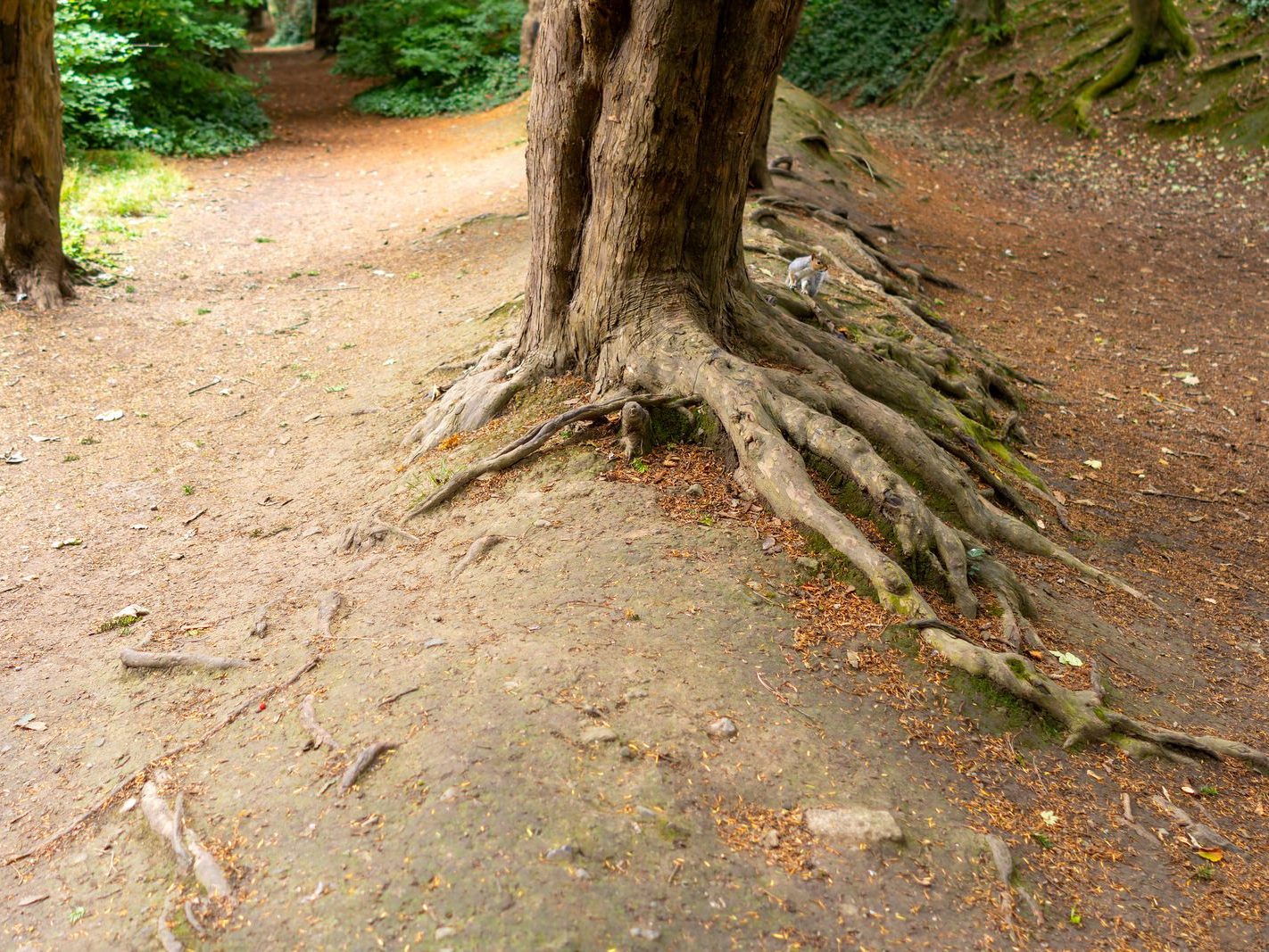 THE WOODLANDS AND THE TREES [ST ANNE'S PARK IN RAHENY]-241756-1