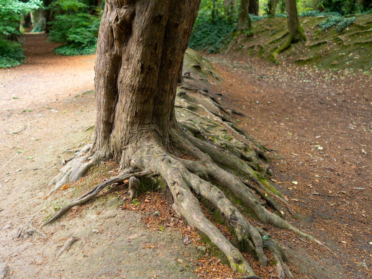 THE WOODLANDS AND THE TREES [ST ANNE'S PARK IN RAHENY]-241757-1